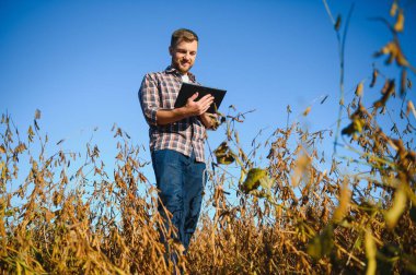 Soya tarlasında tarımcı çiftçi hasattan önce ekinleri kontrol ediyor. Organik gıda üretimi ve yetiştirilmesi.