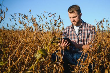 Agronomist tarlada yetişen soya fasulyesi ekinlerini inceliyor. Tarım üretim konsepti. Genç tarımcı yazın tarlada soya fasulyesi mahsulünü inceliyor. Soya tarlasında çiftçi