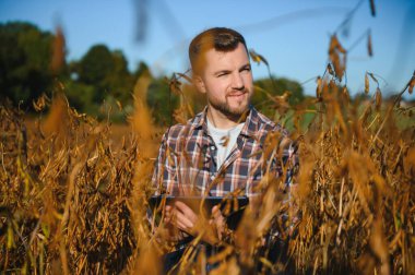 Güneş doğarken soya tarlası ve olgun soya bitkileri. Soya tarımı