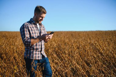 Soya tarlasında dikilen çiftçi gün batımında mahsulü inceliyor..