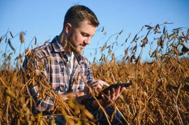 Soya tarlasında tarımcı çiftçi hasattan önce ekinleri kontrol ediyor. Organik gıda üretimi ve yetiştirilmesi.