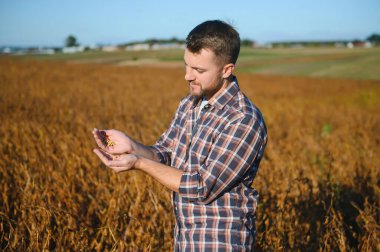 Bir avuç soya fasulyesi çiftçinin elinde akşam vakti tarlanın arka planında. Metin için alanı kopyala