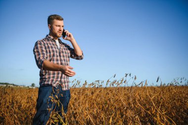 Güneş doğarken soya tarlası ve olgun soya bitkileri. Soya tarımı