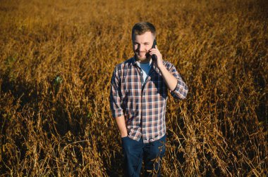 Agronomist tarım tarlasında soya fasulyesi hasadını teftiş ediyor - tarım kavramı - çiftlik soya fasulyesi tarlasında çiftçi.