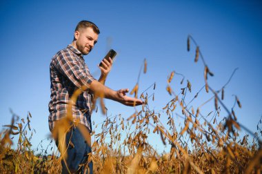 Soya fasulyesi çiftliğinin fotoğraflarını çeken çiftçi. Kalite kontrolü. Agronomistin işi. Brezilya Çiftliği.