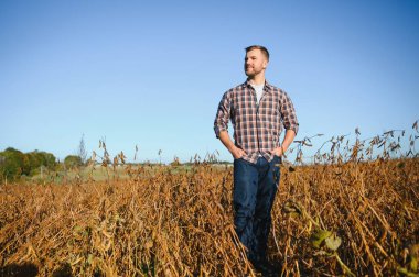 Soya tarlasında tarımcı çiftçi hasattan önce ekinleri kontrol ediyor. Organik gıda üretimi ve yetiştirilmesi.