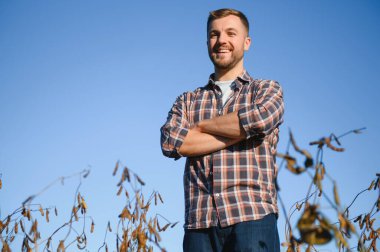 Agronomist tarım tarlasında soya fasulyesi hasadını teftiş ediyor - tarım kavramı - çiftlik soya fasulyesi tarlasında çiftçi.