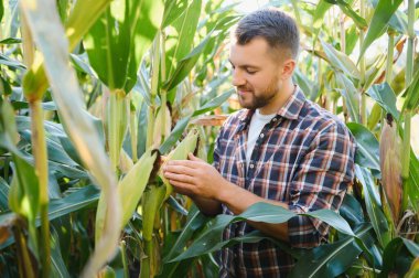 Bir adam mısır tarlasını teftiş ediyor ve zararlıları arıyor. Başarılı çiftçi ve tarım sektörü