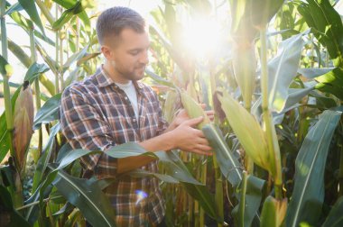 mısır bitkileri üzerinde kontrol çiftçi