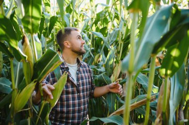 Bir adam mısır tarlasını teftiş ediyor ve zararlıları arıyor. Başarılı çiftçi ve tarım sektörü