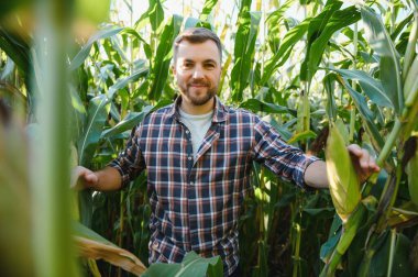 Hazır hasat için Mısır kontrol ziraat mühendisi. Çiftçi portresi