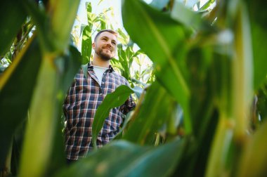 mısır bitkileri üzerinde kontrol çiftçi