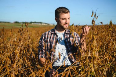 Agronomist tarlada yetişen soya fasulyesi ekinlerini inceliyor. Tarım üretim konsepti. Genç tarımcı yazın tarlada soya fasulyesi mahsulünü inceliyor. Soya tarlasında çiftçi