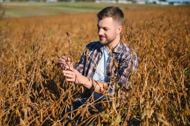 Agronomist tarlada yetişen soya fasulyesi ekinlerini inceliyor. Tarım üretim konsepti. Genç tarımcı yazın tarlada soya fasulyesi mahsulünü inceliyor. Soya tarlasında çiftçi