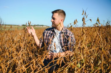 Soya tarlasında tarımcı çiftçi hasattan önce ekinleri kontrol ediyor. Organik gıda üretimi ve yetiştirilmesi.
