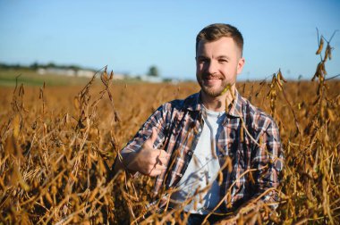 Agronomist tarım tarlasında soya fasulyesi hasadını teftiş ediyor - tarım kavramı - çiftlik soya fasulyesi tarlasında çiftçi.