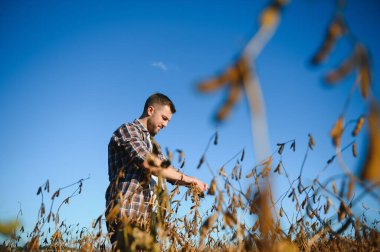 Agronomist tarım tarlasında soya fasulyesi hasadını teftiş ediyor - tarım kavramı - çiftlik soya fasulyesi tarlasında çiftçi.
