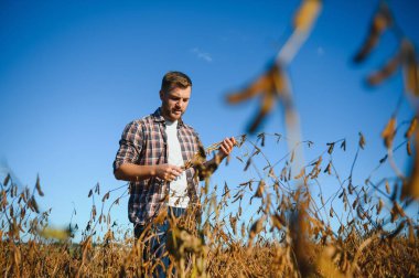 Soya tarlasında tarımcı çiftçi hasattan önce ekinleri kontrol ediyor. Organik gıda üretimi ve yetiştirilmesi.