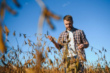 Agronomist tarlada yetişen soya fasulyesi ekinlerini inceliyor. Tarım üretim konsepti. Genç tarımcı yazın tarlada soya fasulyesi mahsulünü inceliyor. Soya tarlasında çiftçi