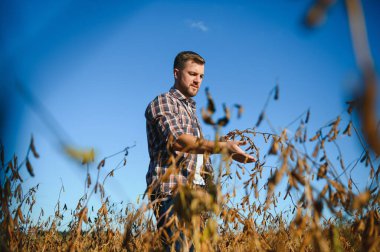 Soya tarlasında tarımcı çiftçi hasattan önce ekinleri kontrol ediyor. Organik gıda üretimi ve yetiştirilmesi.