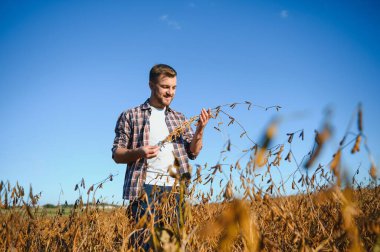Soya tarlasında dikilen çiftçi gün batımında mahsulü inceliyor..
