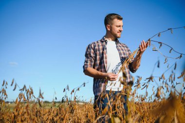 Soya tarlasında tarımcı çiftçi hasattan önce ekinleri kontrol ediyor. Organik gıda üretimi ve yetiştirilmesi.
