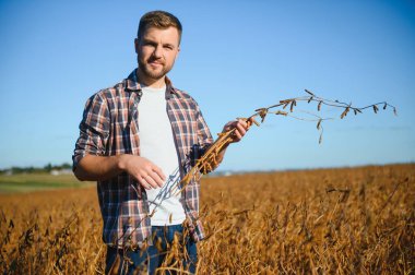 Agronomist tarım tarlasında soya fasulyesi hasadını teftiş ediyor - tarım kavramı - çiftlik soya fasulyesi tarlasında çiftçi.