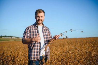 Soya tarlasında tarımcı çiftçi hasattan önce ekinleri kontrol ediyor. Organik gıda üretimi ve yetiştirilmesi.