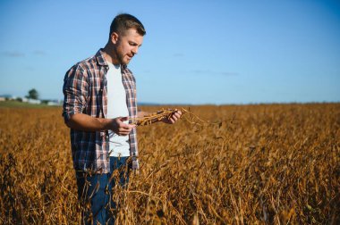 Agronomist tarlada yetişen soya fasulyesi ekinlerini inceliyor. Tarım üretim konsepti. Genç tarımcı yazın tarlada soya fasulyesi mahsulünü inceliyor. Soya tarlasında çiftçi