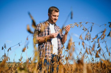 Agronomist tarlada yetişen soya fasulyesi ekinlerini inceliyor. Tarım üretim konsepti. Genç tarımcı yazın tarlada soya fasulyesi mahsulünü inceliyor. Soya tarlasında çiftçi