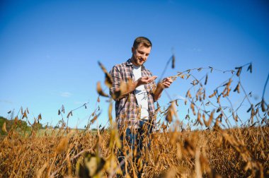 Soya tarlasında dikilen çiftçi gün batımında mahsulü inceliyor..