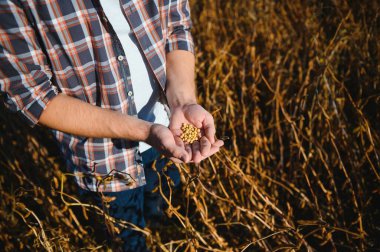 Beyaz bir çiftçinin elleri sarı soya fasulyesi ve kahverengi kapsülleri gösteriyor. Kurutulmuş tahıl, soya fasulyesi ekimi Brezilya 'nın güneyinde hasat edilmeye hazır..