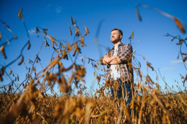 Soya tarlasında dikilen çiftçi gün batımında mahsulü inceliyor..