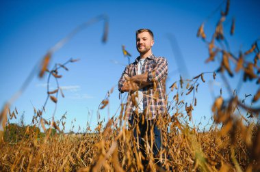 Agronomist tarım tarlasında soya fasulyesi hasadını teftiş ediyor - tarım kavramı - çiftlik soya fasulyesi tarlasında çiftçi.