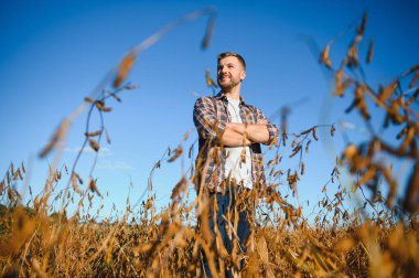 Agronomist tarım tarlasında soya fasulyesi hasadını teftiş ediyor - tarım kavramı - çiftlik soya fasulyesi tarlasında çiftçi.