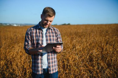 Agronomist tarım tarlasında soya fasulyesi hasadını teftiş ediyor - tarım kavramı - çiftlik soya fasulyesi tarlasında çiftçi.