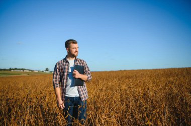 Soya tarlasında tarımcı çiftçi hasattan önce ekinleri kontrol ediyor. Organik gıda üretimi ve yetiştirilmesi.