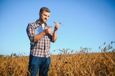 Soya tarlasında dikilen çiftçi gün batımında mahsulü inceliyor..