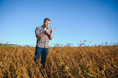 Soya tarlasında tarımcı çiftçi hasattan önce ekinleri kontrol ediyor. Organik gıda üretimi ve yetiştirilmesi.