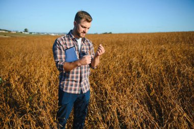 Soya tarlasında dikilen çiftçi gün batımında mahsulü inceliyor..