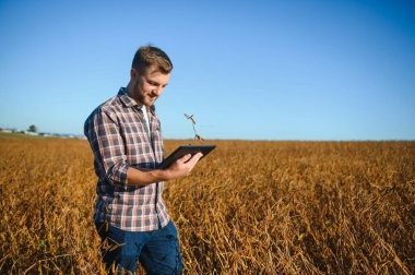 Soya tarlasında dikilen çiftçi gün batımında mahsulü inceliyor..