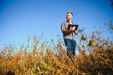 Soya tarlasında tarımcı çiftçi hasattan önce ekinleri kontrol ediyor. Organik gıda üretimi ve yetiştirilmesi.