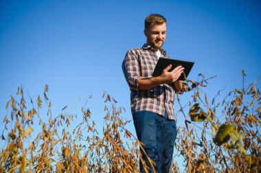 Soya tarlasında dikilen çiftçi gün batımında mahsulü inceliyor..