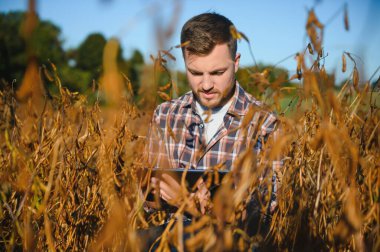 Agronomist tarım tarlasında soya fasulyesi hasadını teftiş ediyor - tarım kavramı - çiftlik soya fasulyesi tarlasında çiftçi.