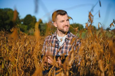 Soya tarlasında tarımcı çiftçi hasattan önce ekinleri kontrol ediyor. Organik gıda üretimi ve yetiştirilmesi.