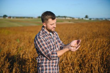 Soya tarlasında dikilen çiftçi gün batımında mahsulü inceliyor..