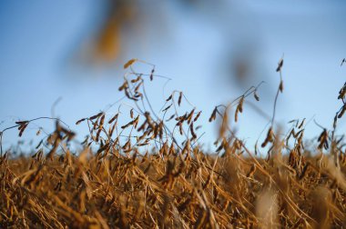 Güneş doğarken soya tarlası ve olgun soya bitkileri. Soya tarımı