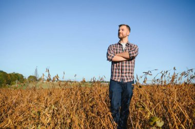 Soya tarlasında dikilen çiftçi gün batımında mahsulü inceliyor..