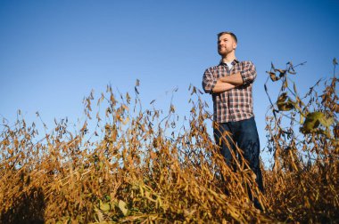 Soya tarlasında dikilen çiftçi gün batımında mahsulü inceliyor..