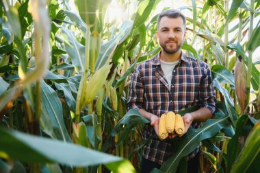 Bir adam mısır tarlasını teftiş ediyor ve zararlıları arıyor. Başarılı çiftçi ve tarım sektörü